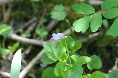 Viola labradorica