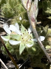 Horkelia marinensis