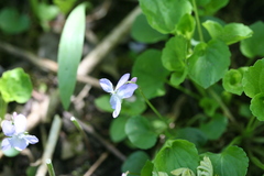 Viola labradorica
