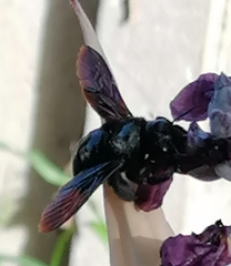 Xylocopa violacea