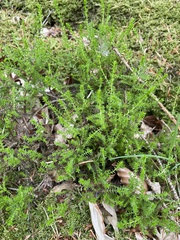 Calluna vulgaris