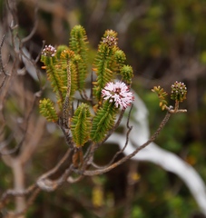 Stilbe ericoides
