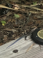 Plestiodon inexpectatus