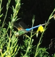 Anax junius