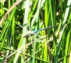 Anax junius