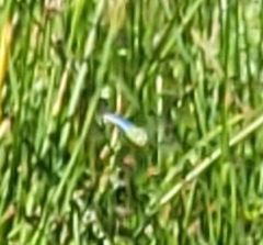 Anax junius