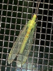 Chrysopa quadripunctata