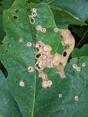 Callirhytis quercusfutilis