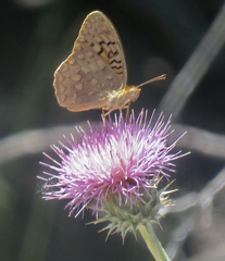 Speyeria adiaste