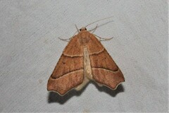 Destutia excelsa