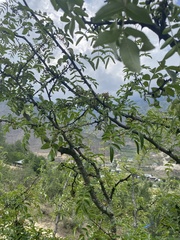 Zanthoxylum bungeanum