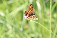 Boloria dia