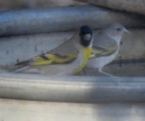 iNaturalist observation photo of Lawrence's Goldfinch