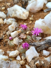 Gibbaeum pilosulum