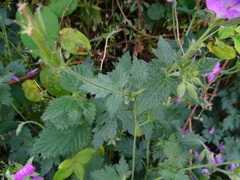 Geranium endressii