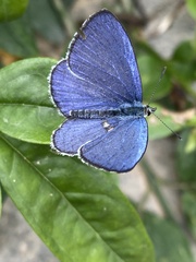 Celastrina