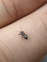 Phlegyas abbreviatus