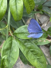 Celastrina
