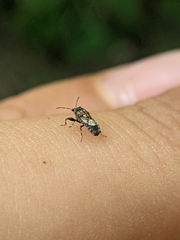 Phlegyas abbreviatus