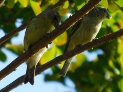 Spinus psaltria