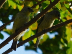 Spinus psaltria