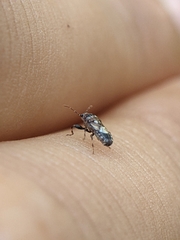 Phlegyas abbreviatus