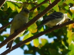 Spinus psaltria