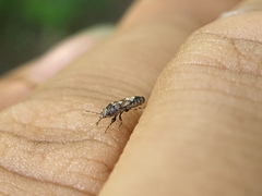 Phlegyas abbreviatus