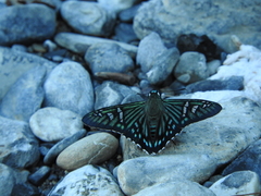 Phocides urania urania
