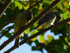 Spinus psaltria