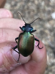 Calosoma sycophanta