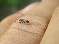 Phlegyas abbreviatus