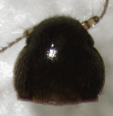Ptinella ferruginea