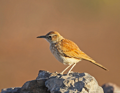 Certhilauda subcoronata