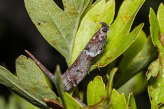 Laodamia faecella
