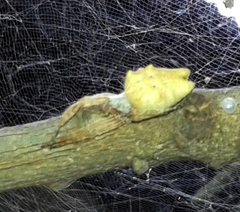 Cyrtophora citricola