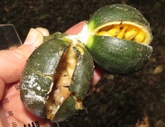 Tabernaemontana ventricosa