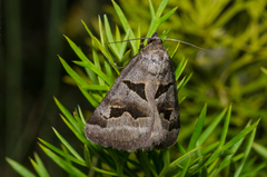 Euclidia triquetra