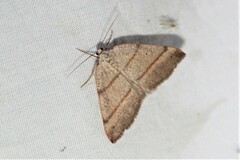 Drepanulatrix bifilata