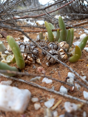 Pointy Tonguefig (Glottiphyllum fergusoniae)
