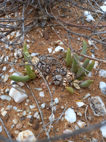 Image of Glottiphyllum fergusoniae by (c) Christiaan Viljoen, some rights reserved (CC BY)