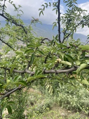 Zanthoxylum bungeanum