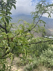 Zanthoxylum bungeanum