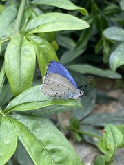 Celastrina