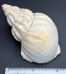 Buccinum undatum