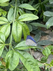 Celastrina