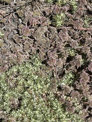 Chorizanthe cuspidata