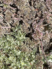 Chorizanthe cuspidata