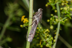 Laodamia faecella