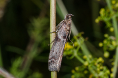 Laodamia faecella